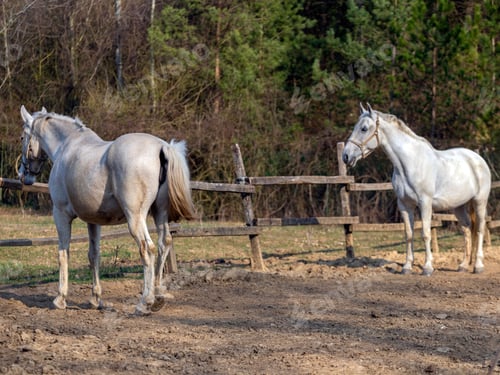 Preview: arabian, horse, mare, stallion, riding
