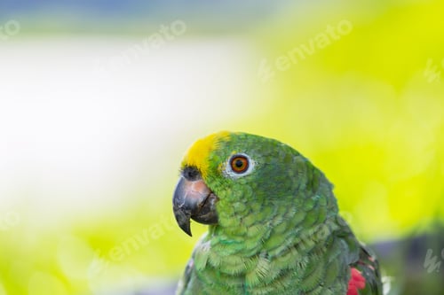 Preview: Parrot