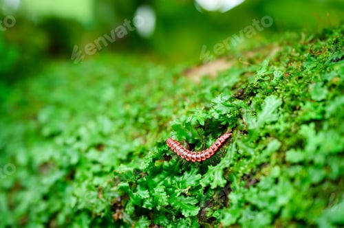 Preview: Small non poisonous centipede like reptile crawling on leafy garden