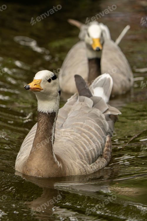 Preview: Vertical closeup shot of two bar-headed geese swimming in a pond