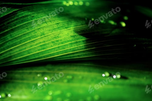 Preview: close-up view of green floral background with dew drops