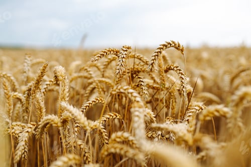 Preview: Close-up of ripe golden wheat in agricultural field. Harvest growth. Business concept, agriculture.