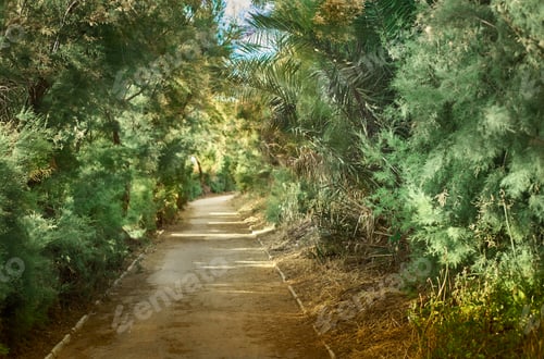 Preview: Path in the middle of nature with sun rays through the branches of the bushes. Natural concept,