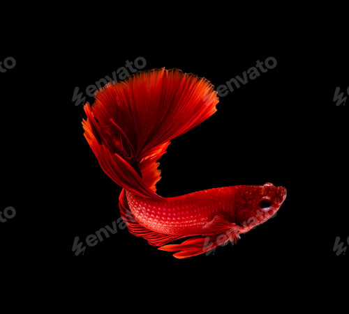 Preview: Betta fish, siamese fighting , betta splendens isolated on black background