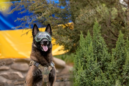 Preview: Dog armor. Dog in a bulletproof vest. Belgian Shepherd Malinois dog in front of a Ukrainian flag.