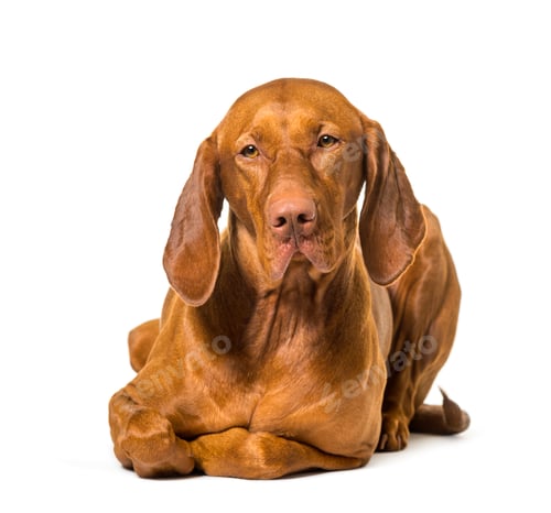 Preview: Vizla lying against white background