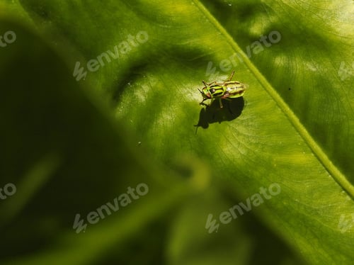 Preview: Green nature