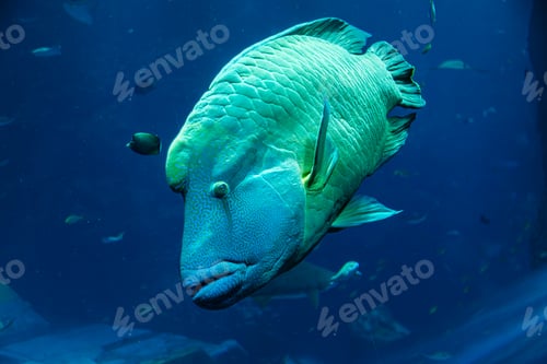 Preview: Napoleon wrasse swimming in aquarium