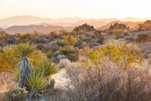 Preview: Arizona desert
