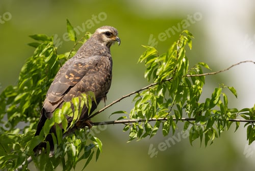 Preview: Snail Kite in South Florida