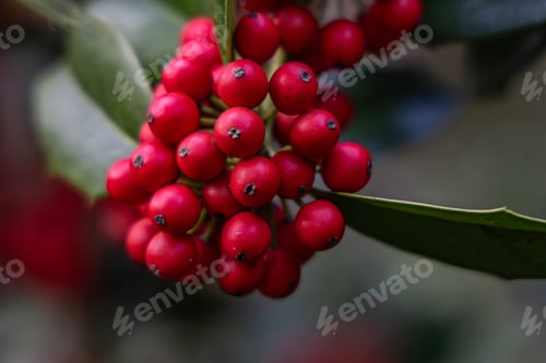 Preview: A cluster of red berries on a leaf