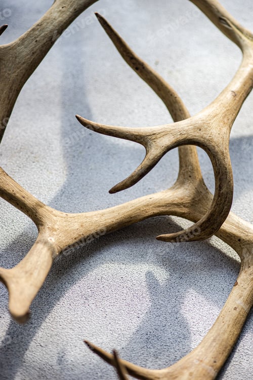 Preview: Deer antlers on concrete background