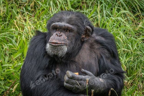 Preview: Chimpanzee sitting in grass holding food.