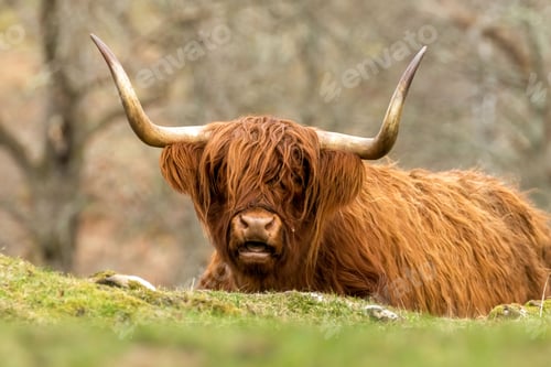Preview: Scottish brown highland cow with big horns in a meadow