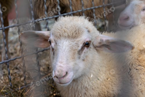 Preview: Adorable sheep resting behind a fence on a farm