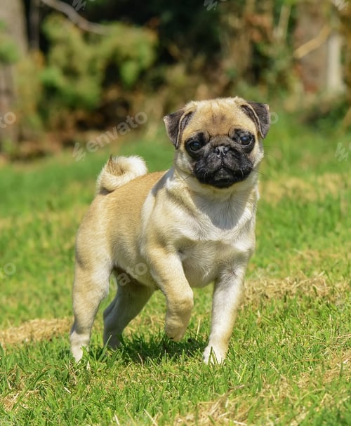 Preview: Vertical portrait of a nice adorable pug dog with a wrinkly face standing outdoors on a park lawn