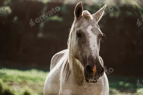 Preview: Horse on the farm