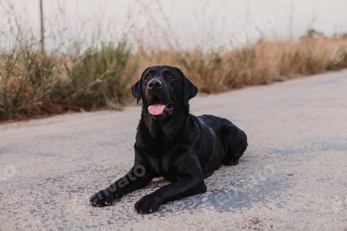 Preview: portrait outdoors of a beautiful black labrador sitting on the floor and looking at camera