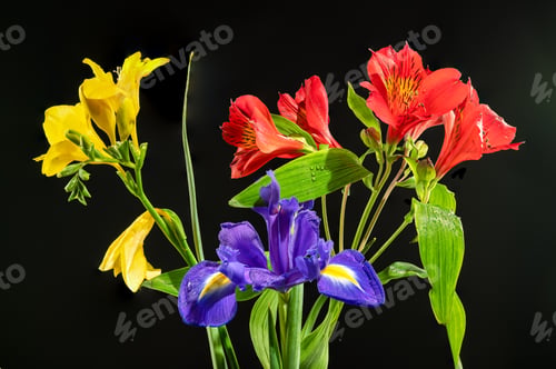 Preview: Tricolor bouquet on a black background