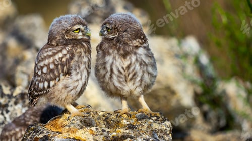 Preview: Little Owl