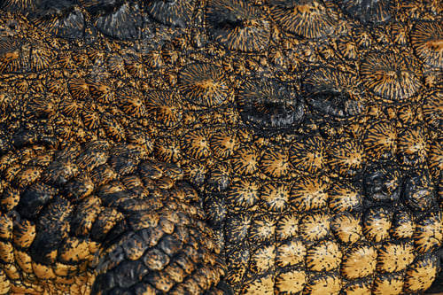 Preview: Close up view. Crocodiles relaxed and resting on the ground