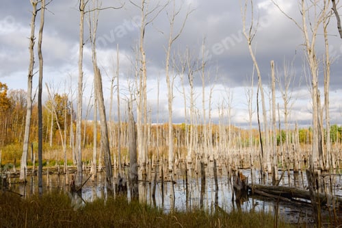 Preview: A swamp with dry dead trees, logs, and flowering cattails. Environmental problems