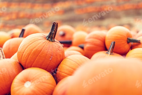 Preview: Halloween pumpkins background.