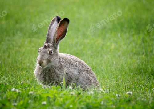 Preview: White-tailed jack rabbit enjoys clover in springtime.