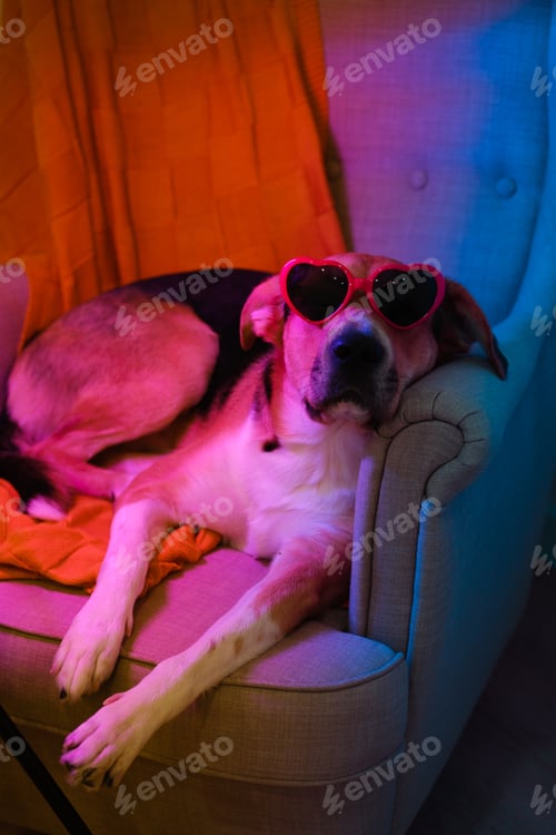 Preview: Mongrel dog in heart-shaped sunglasses in neon lighting. Concept of romance and valentine's day.