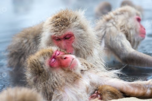 Preview: Macaqus in Nagano, Japan