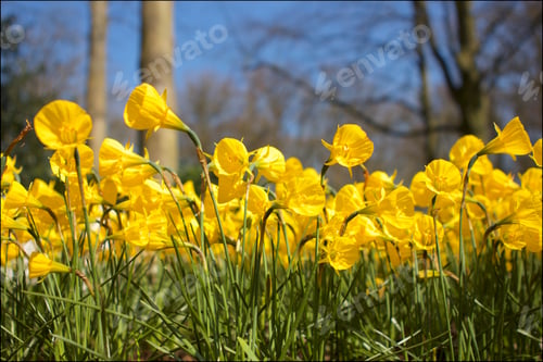 Preview: Yellow flowers in bloom