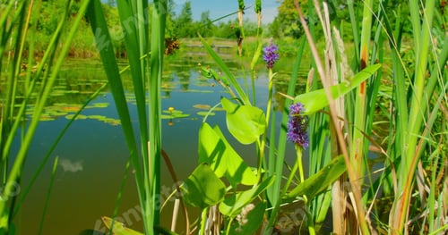Preview: Summer landscape, with water plants in the flowering swamp, river. Concept of nature, ecology