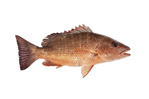 Preview: Fresh caught mangrove (aka gray, mango or black) snapper isolated on white background