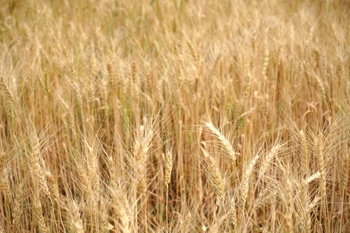 Preview: Wheat field. Ears of golden wheat close up.