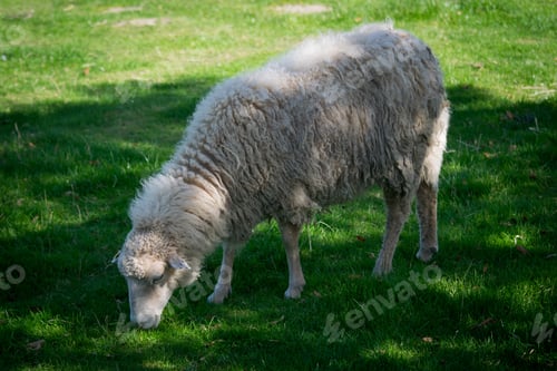 Preview: Funny sheep grazing in the Haustierpark Werdum, East Frisia