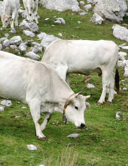 Preview: White cows grazing on mountain pasture with cowbell