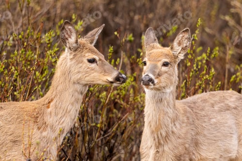 Preview: Pair of White Tailed Deer standing in a forest with greenery and bushes in the background