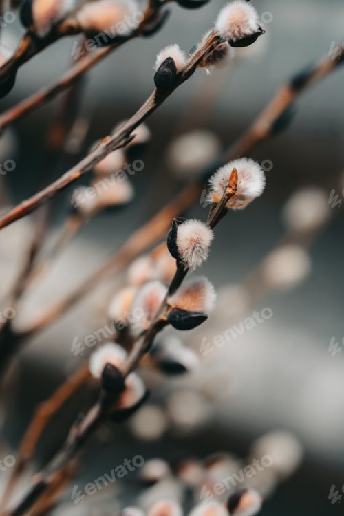 Preview: Beautiful willow brunch on grey background. Spring wallpaper concept