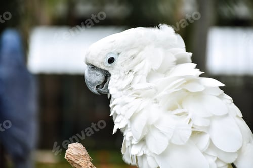 Preview: Cockatoo