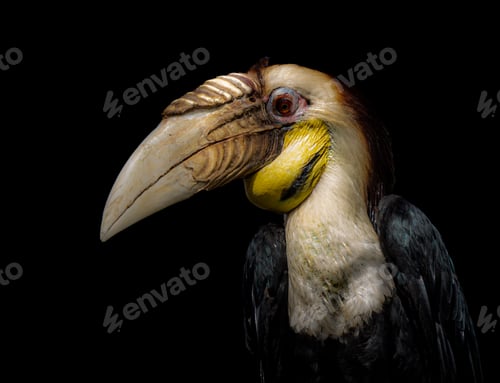 Preview: Closeup shot of a hornbill isolated on black background
