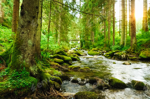 Preview: Flowing stream on the forest