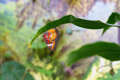 Preview: Cethosia Biblis, The Lacewing Biblis Or Red Lacewing Butterfly Sitting On Leaf In Outdoor Garden