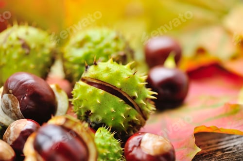 Preview: Fresh chestnuts on background autumn leaves