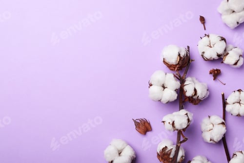 Preview: Flat lay composition with cotton flowers on violet background. Space for text