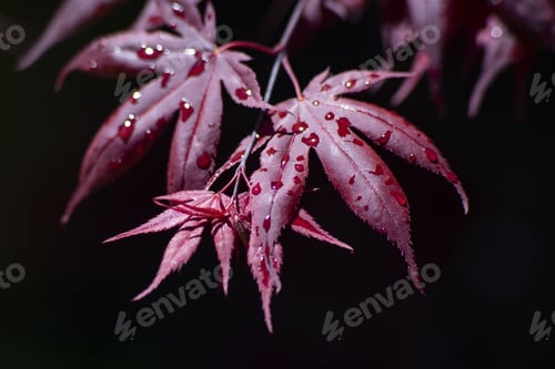 Preview: Closeup shot of waterdrops on red leaves