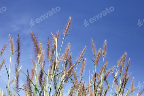 Preview: Grass flowers with blue sky