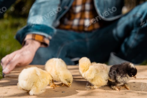 Preview: cropped image of male farmer holding wooden board with adorable baby chicks outdoors