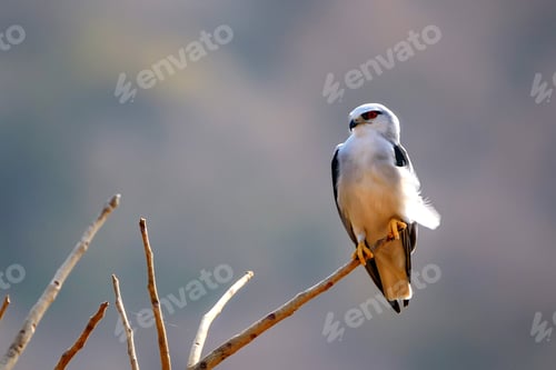 Preview: Black-winged kite or Elanus caeruleus