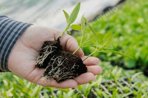 Vista previa: El invernadero permite a los agricultores controlar y optimizar el desarrollo del sistema radicular de sus plántulas de pimiento.