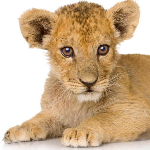 Preview: Lion Cub (3 months)